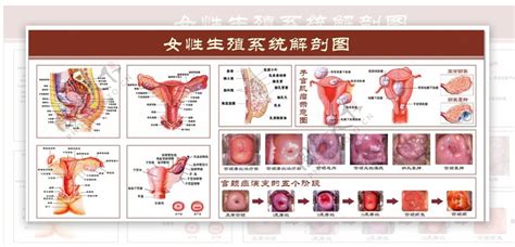 女 生殖器|解剖学高清图谱 女性生殖系统